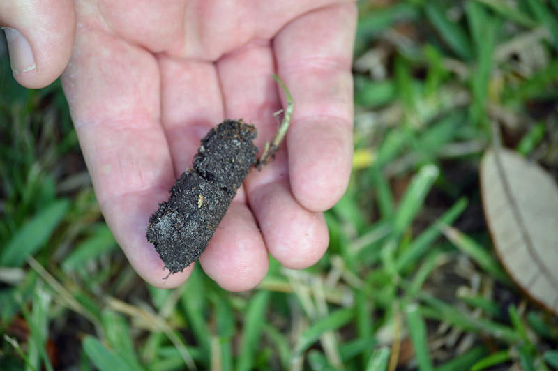 Best time to plug aerate deals lawn